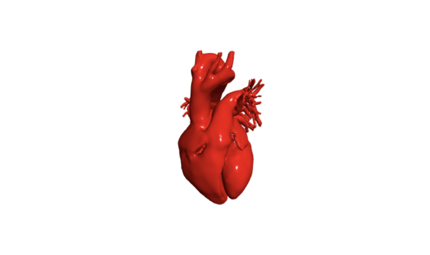 Free: Heart,human - Human Heart Png Gif 